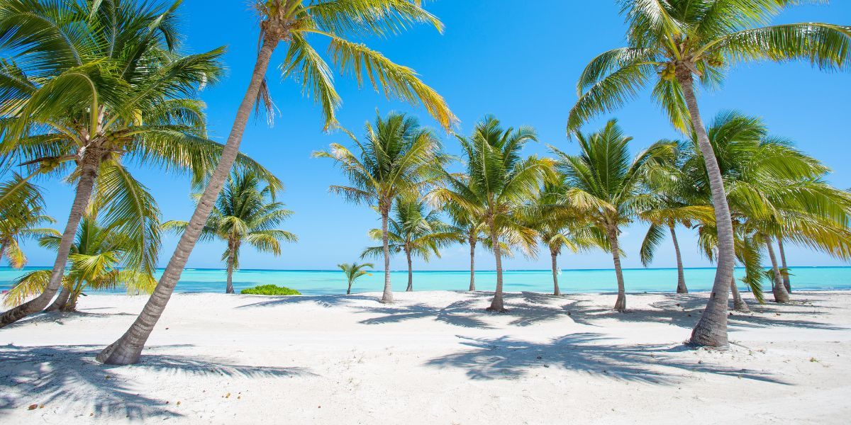 palm trees on a tropical island