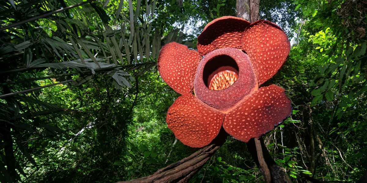 Rafflesia arnoldii – Malaysia