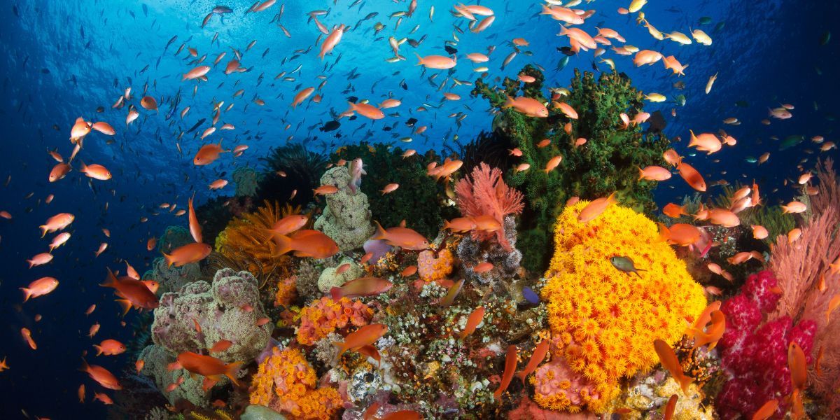 Raja ampat reef Indonesia