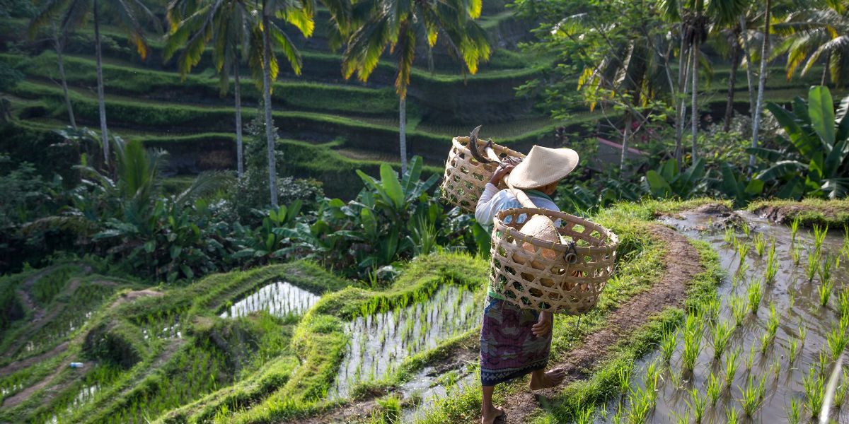 rice field in bali