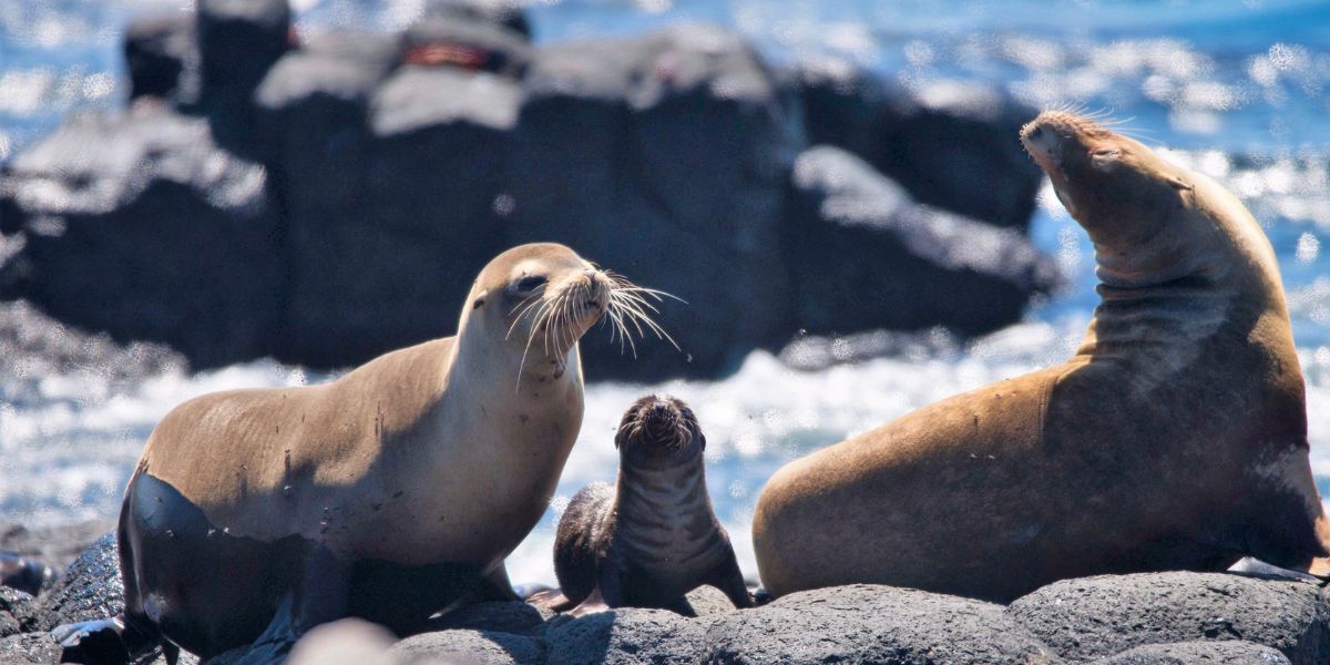 Sealions -Galápagos Islands
