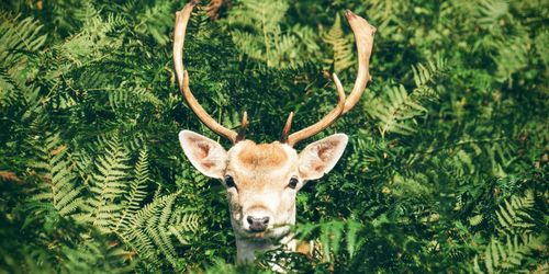 Into the Wild: 5 Remarkable Wildlife Destinations Where Nature Comes First