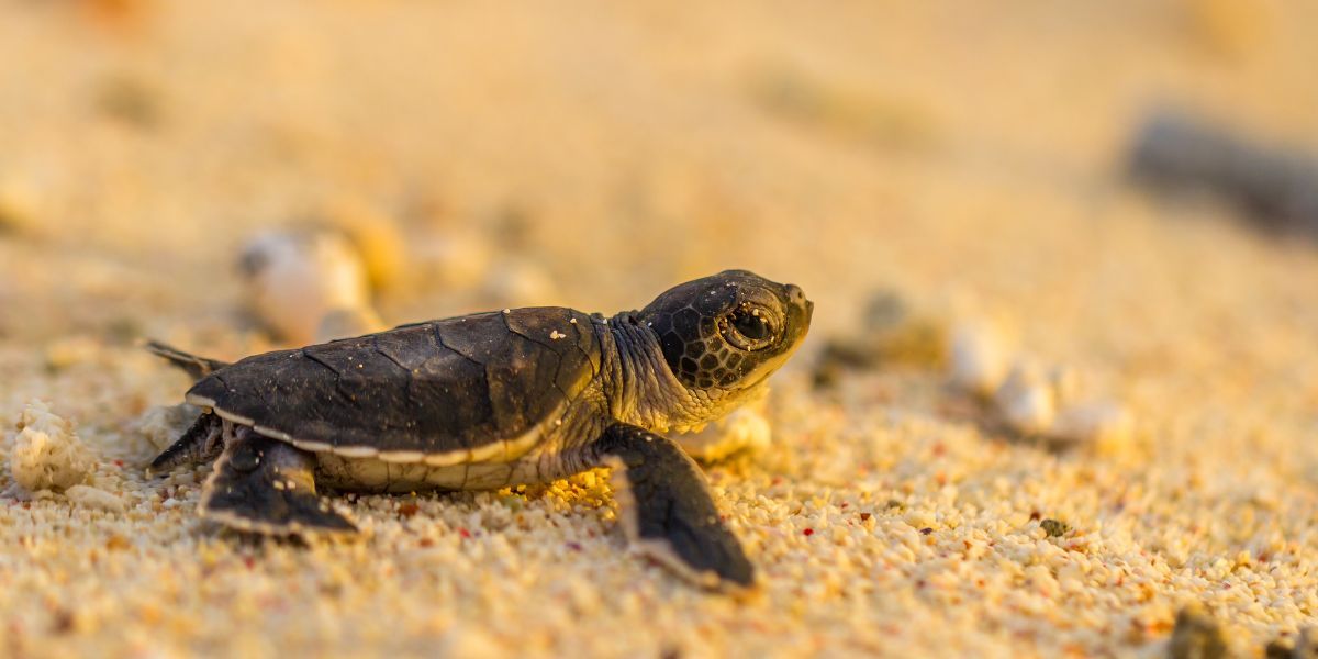 turtle hatch south africa maputaland