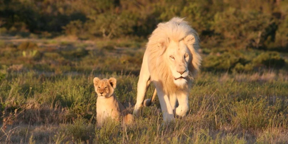 white lion at pumba private game reserve